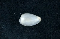 藏品(臺灣穀米螺)的圖片